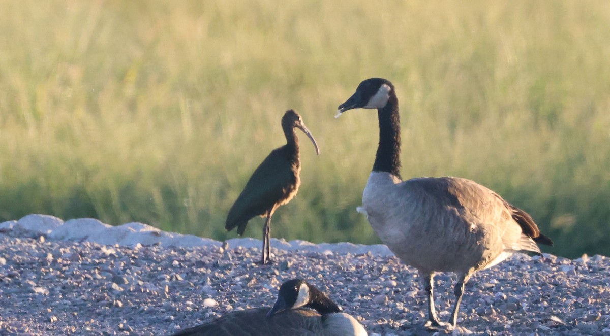Glossy/White-faced Ibis - ML642769071