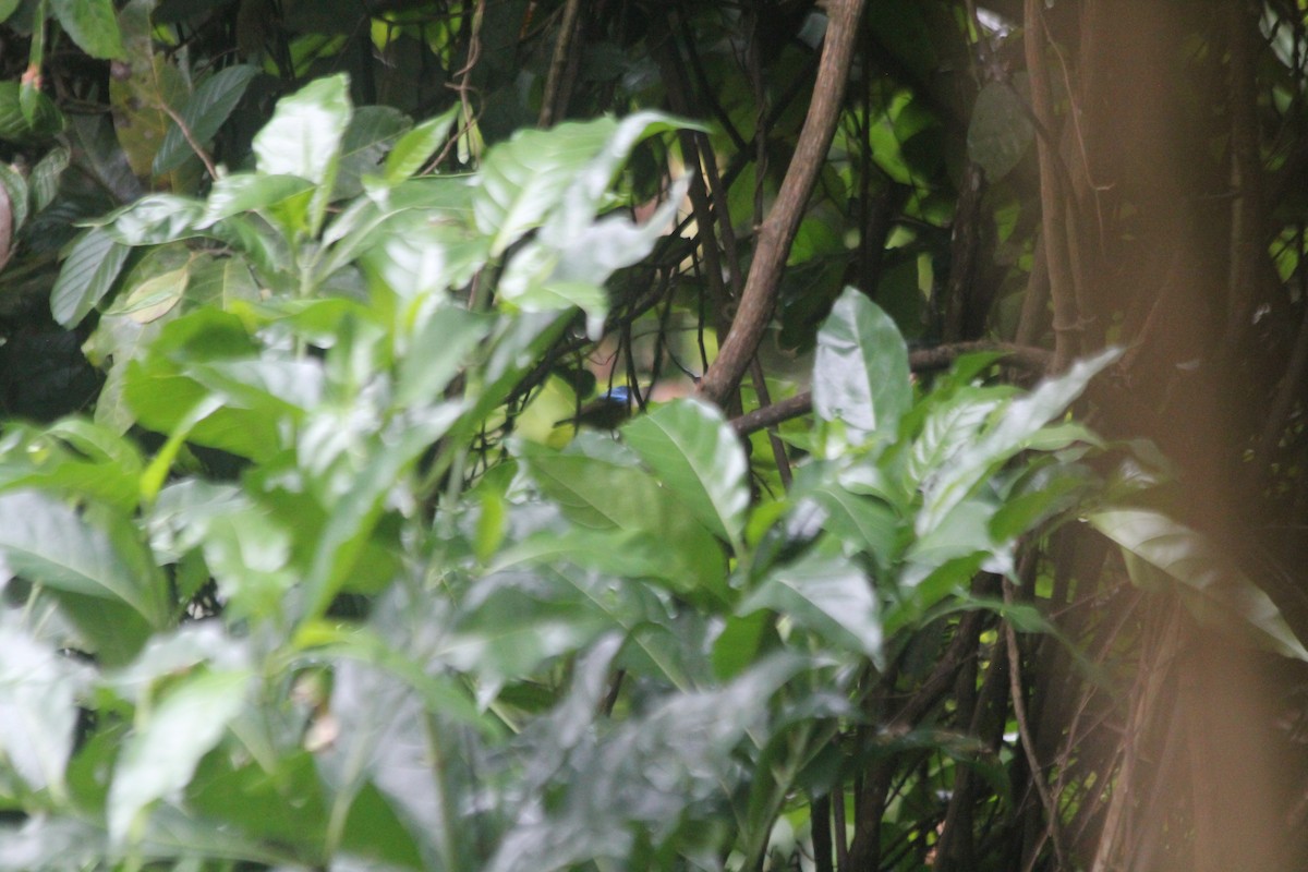 Purple-banded Sunbird - ML642769102