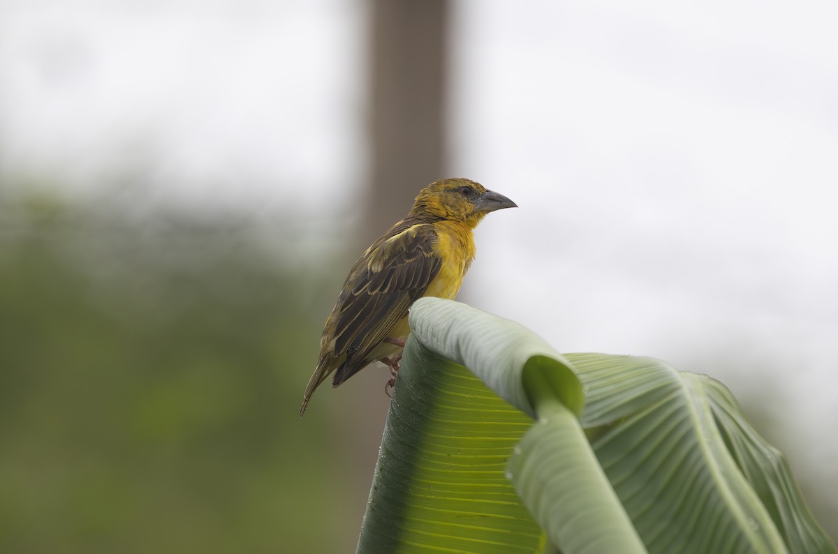 Village Weaver - ML642769108