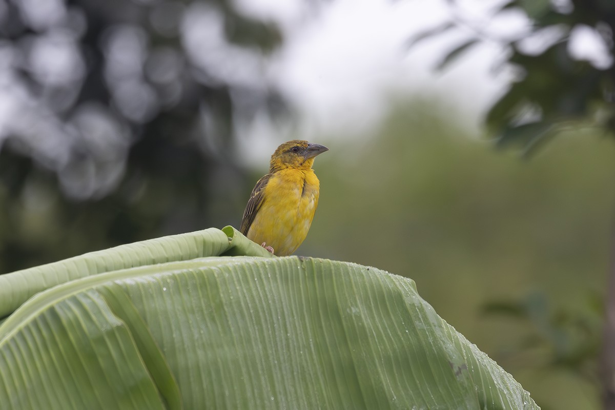 Village Weaver - ML642769109