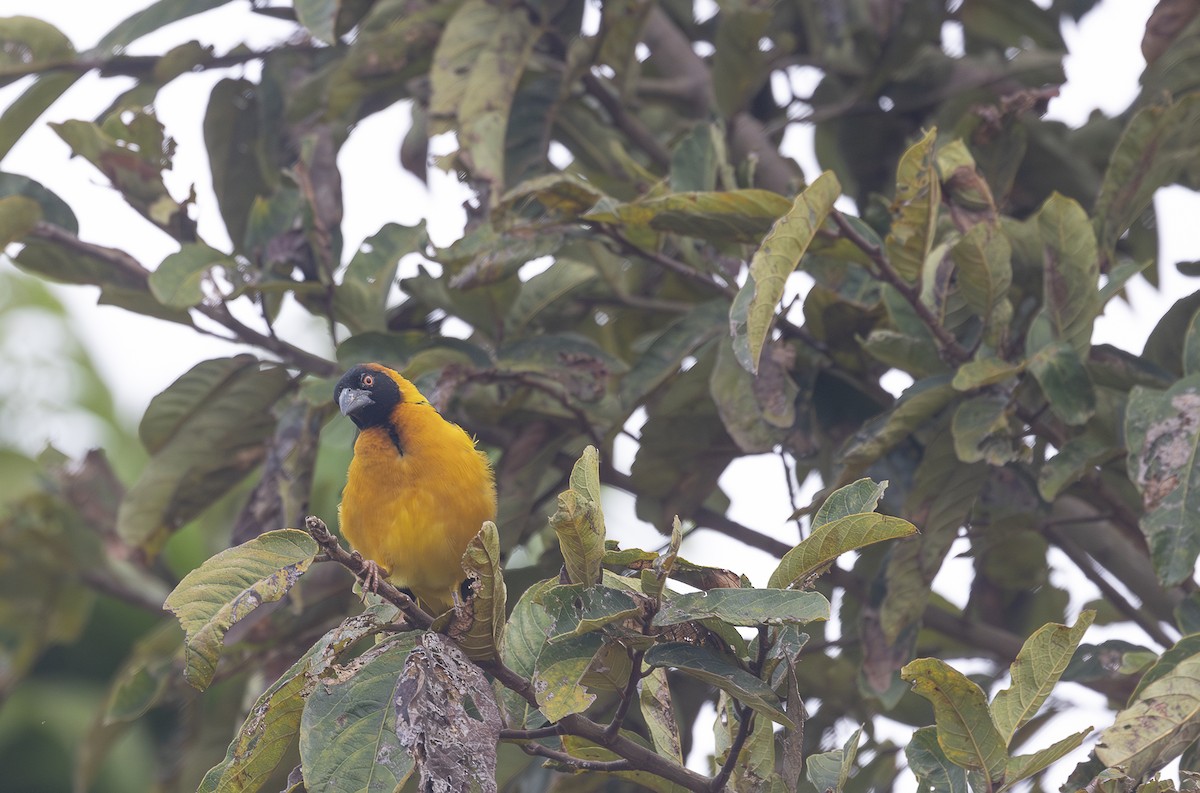 Village Weaver - ML642769110