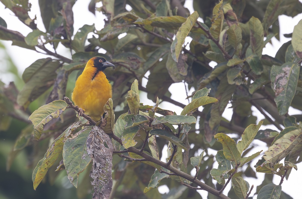 Village Weaver - ML642769111
