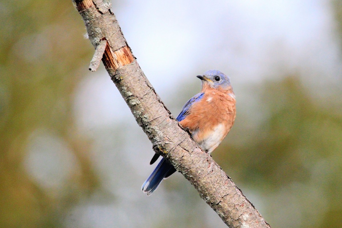 Eastern Bluebird - ML642769113