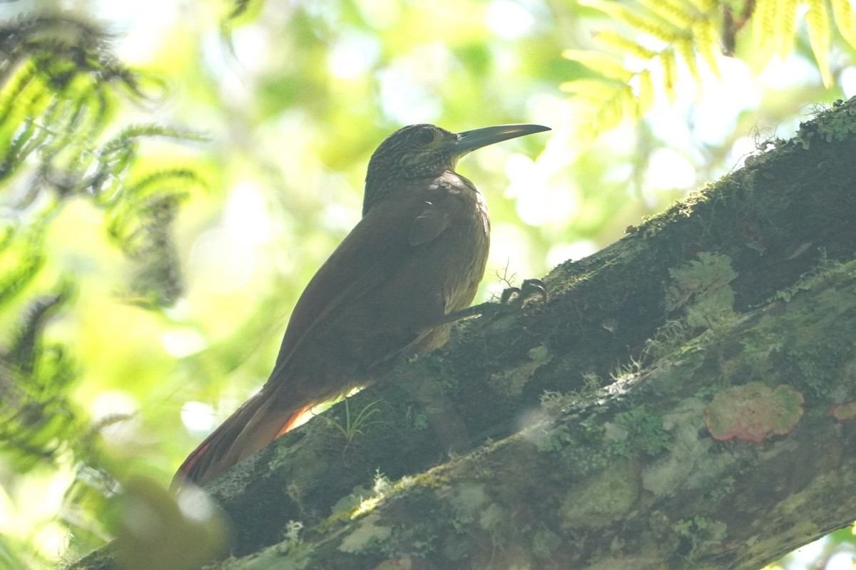 Strong-billed Woodcreeper - ML642769148