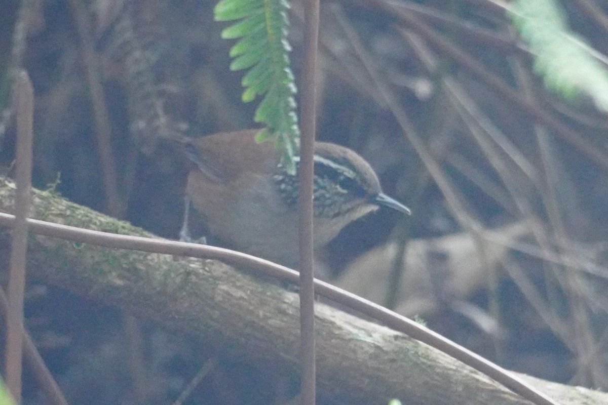 Hermit Wood-Wren - ML642769154