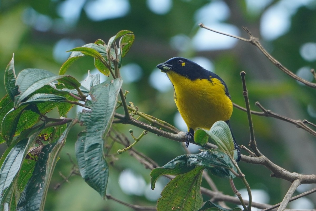 Black-cheeked Mountain Tanager - ML642769170