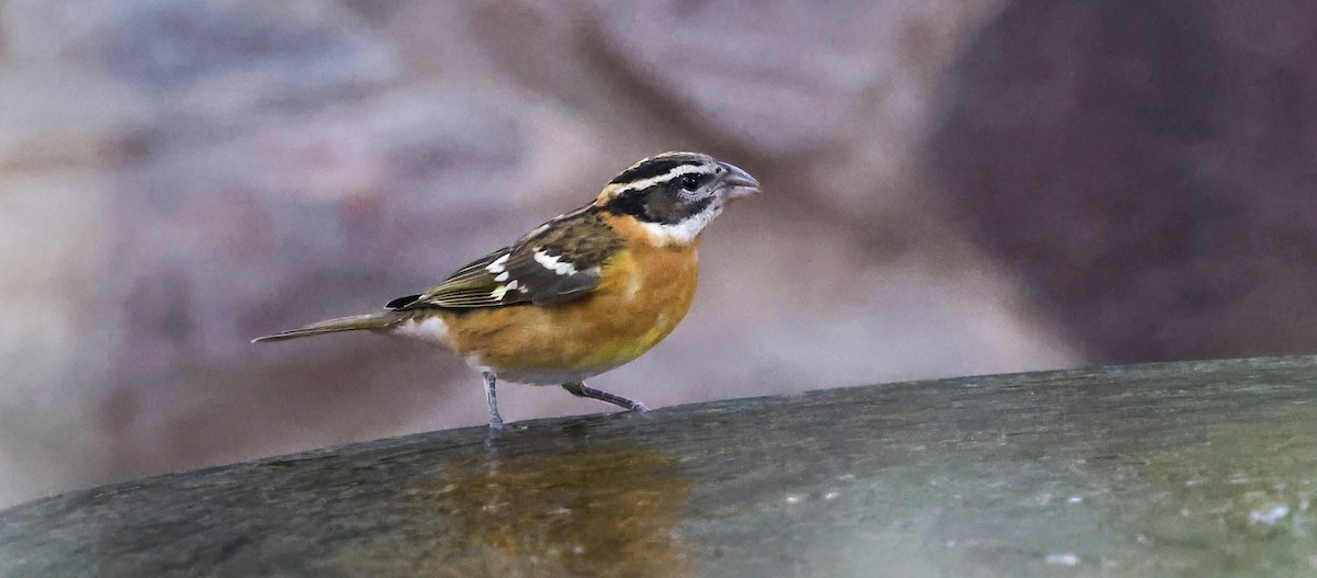Black-headed Grosbeak - ML642769171