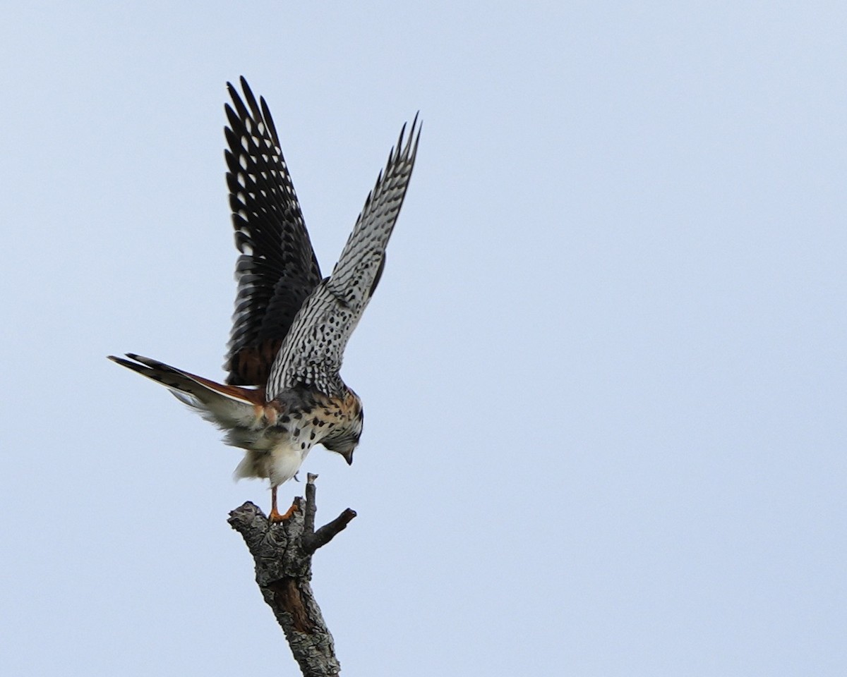 American Kestrel - ML642769180