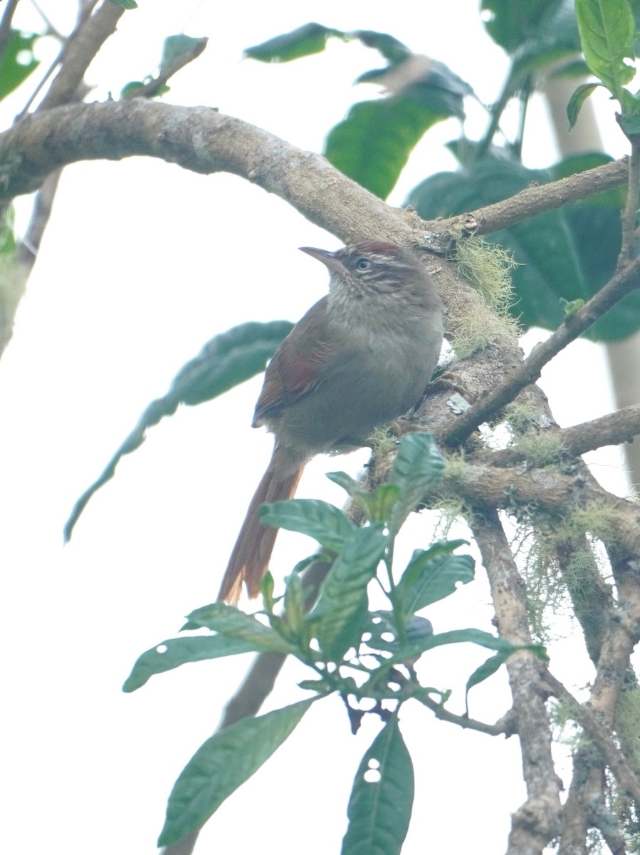 Streak-capped Spinetail - ML642769185