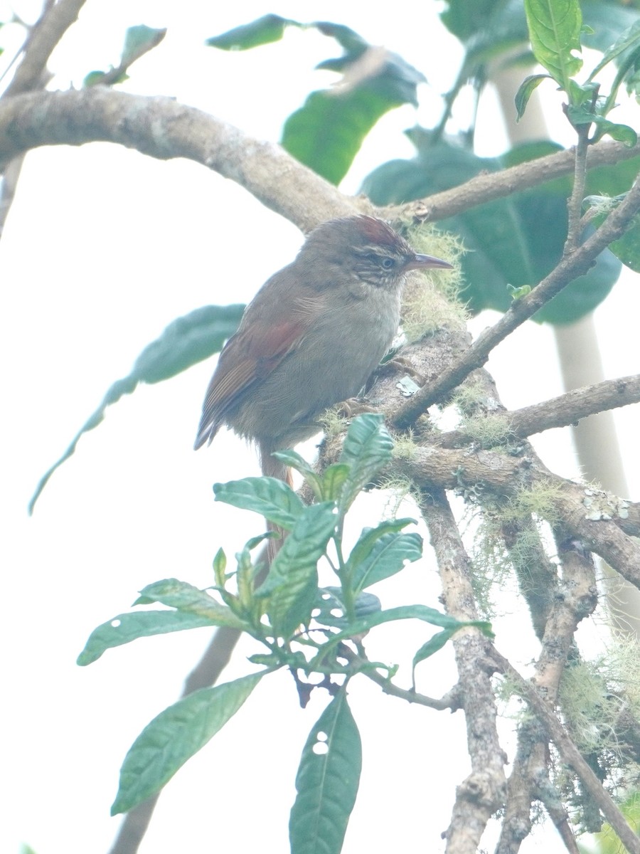 Streak-capped Spinetail - ML642769186