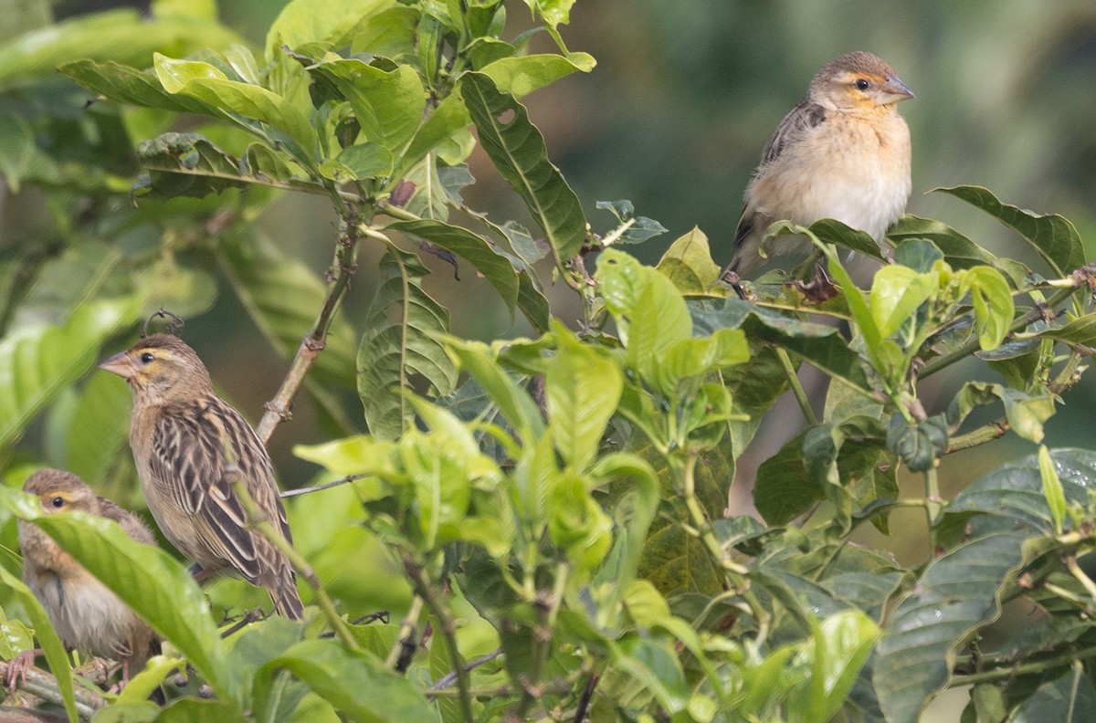 Red-headed Quelea - ML642769188