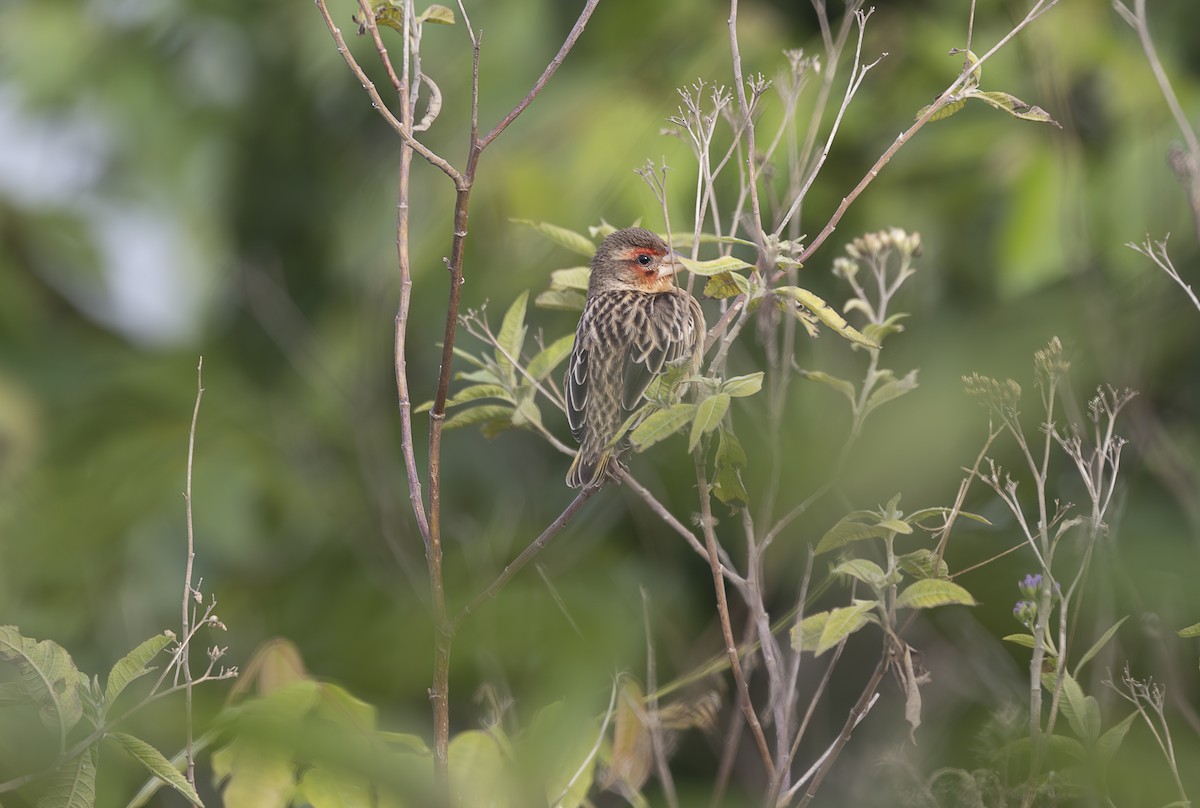 Red-headed Quelea - ML642769190