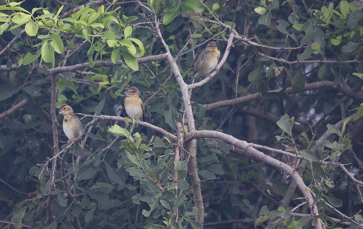 Red-headed Quelea - ML642769191