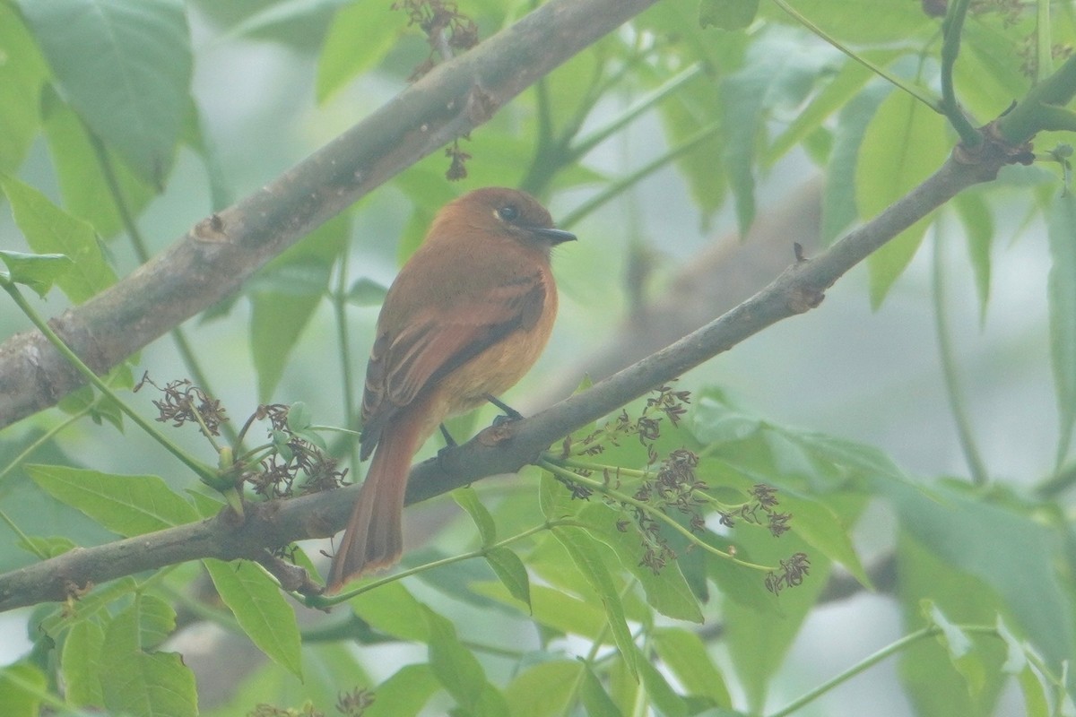 Cinnamon Flycatcher - ML642769192