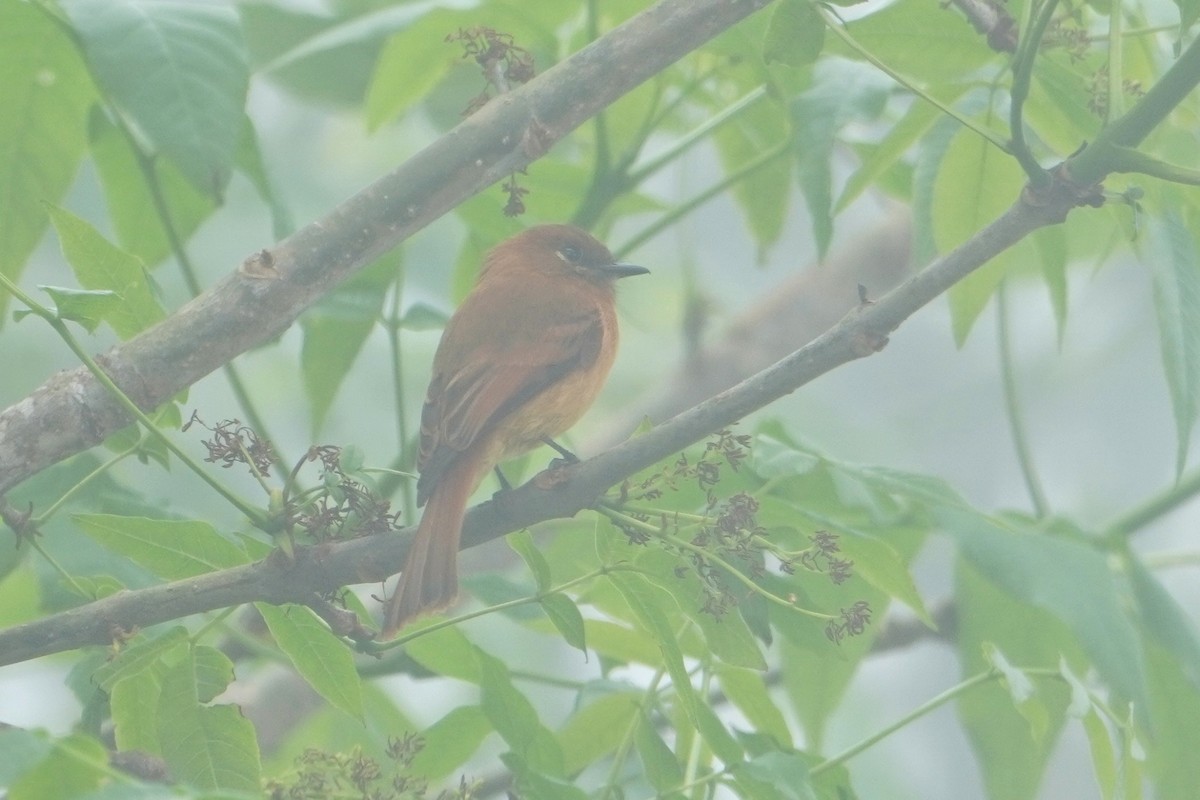 Cinnamon Flycatcher - ML642769194