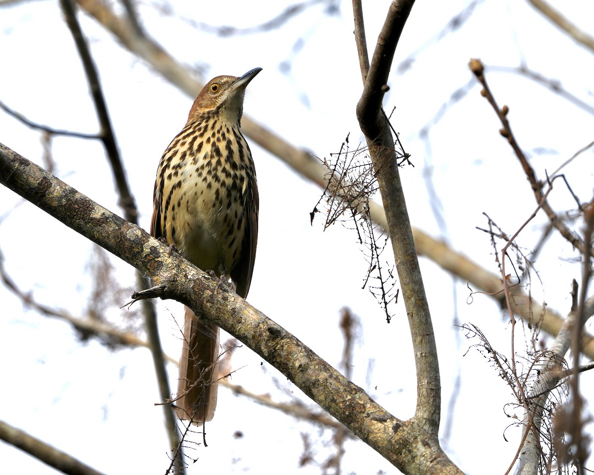 Brown Thrasher - ML642769197