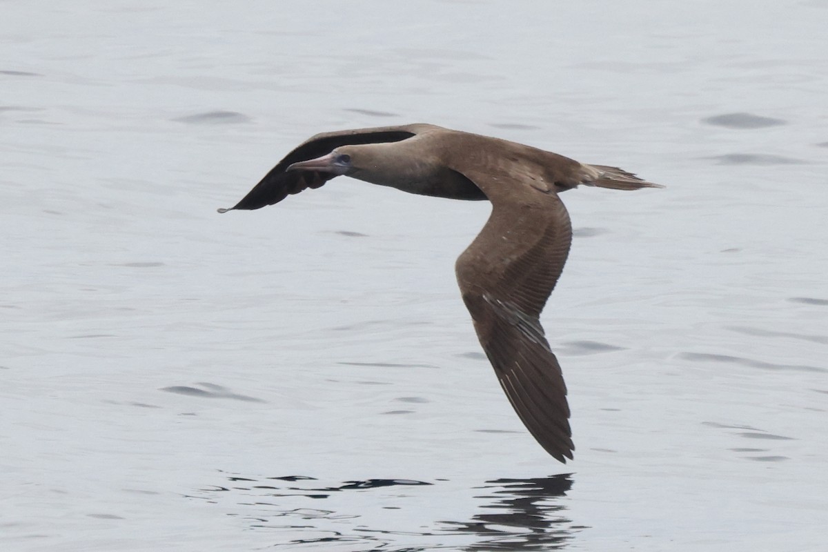 Red-footed Booby - ML642769206