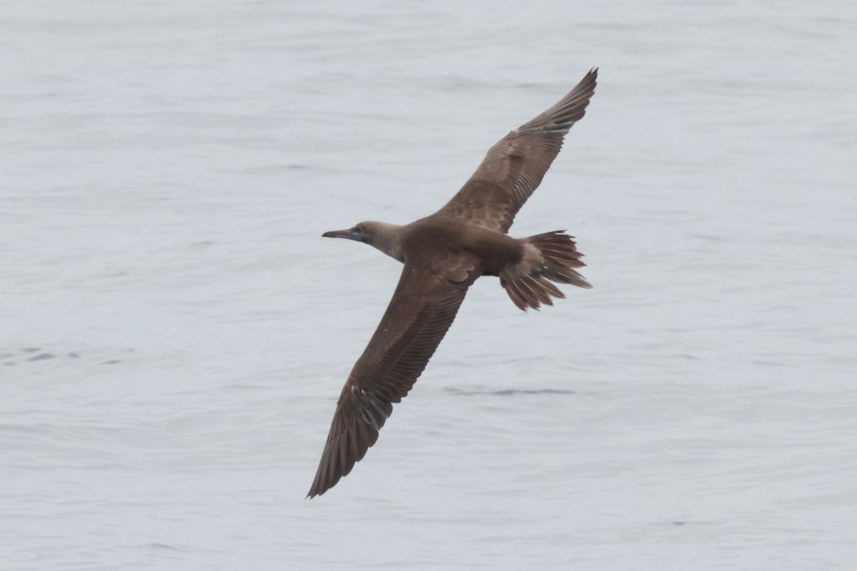 Red-footed Booby - ML642769207