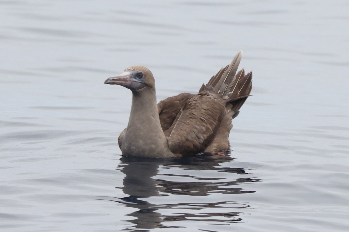 Red-footed Booby - ML642769208