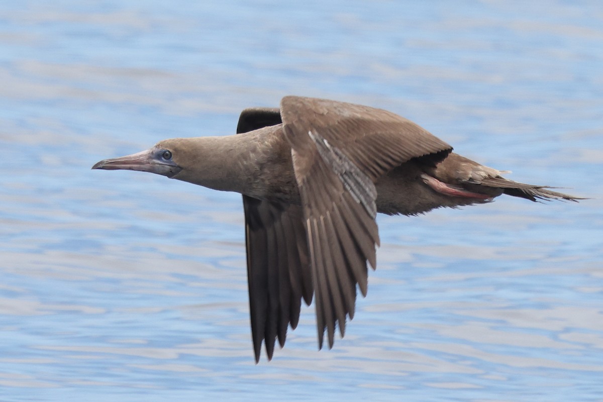 Red-footed Booby - ML642769209