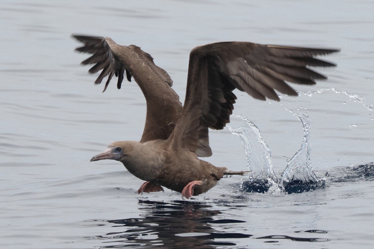 Red-footed Booby - ML642769210