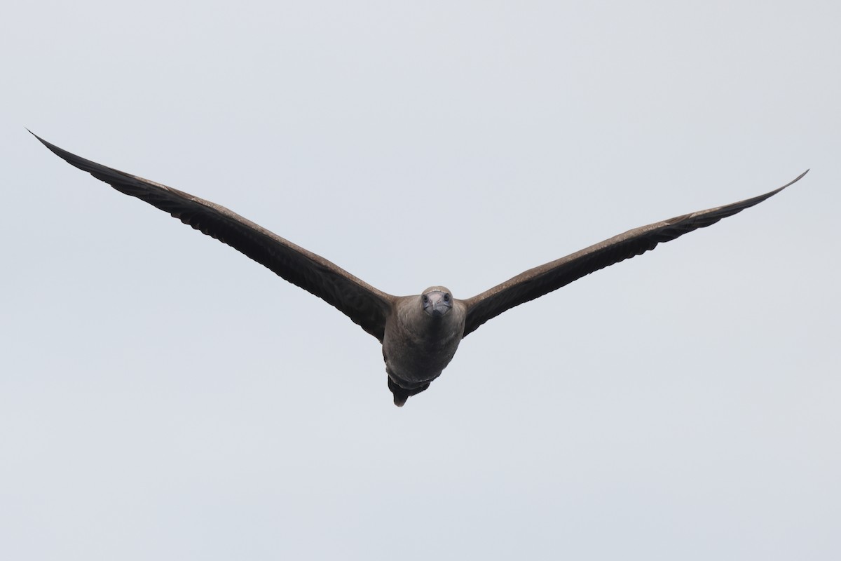 Red-footed Booby - ML642769211