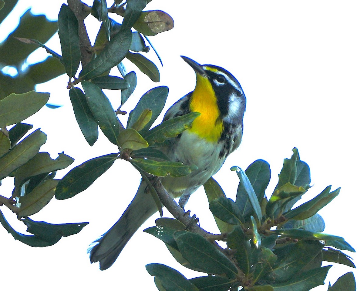 Yellow-throated Warbler - ML642769221