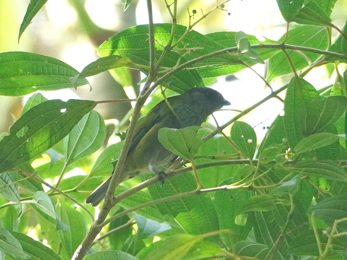 Black-capped Tanager - ML642769249