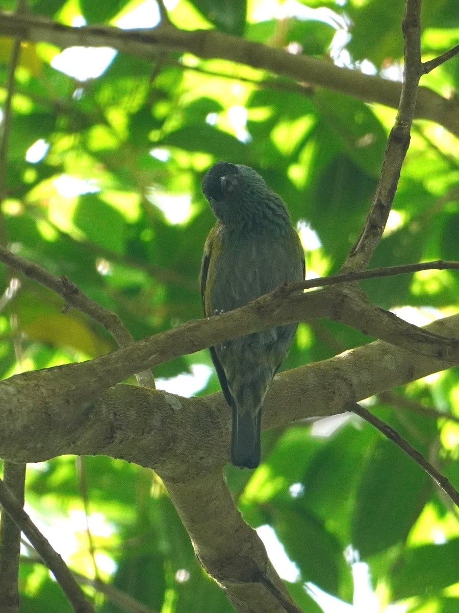 Black-capped Tanager - ML642769250