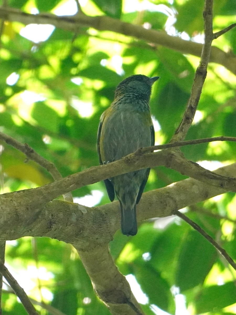 Black-capped Tanager - ML642769251