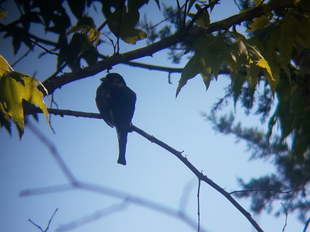 Elegant Trogon - ML642769256