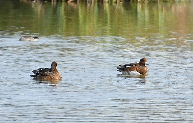 anatidé sp. (canard sp.) - ML642769298