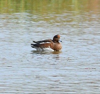 anatidé sp. (canard sp.) - ML642769299