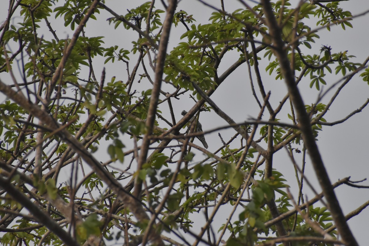 Bar-bellied Cuckooshrike - ML642769301