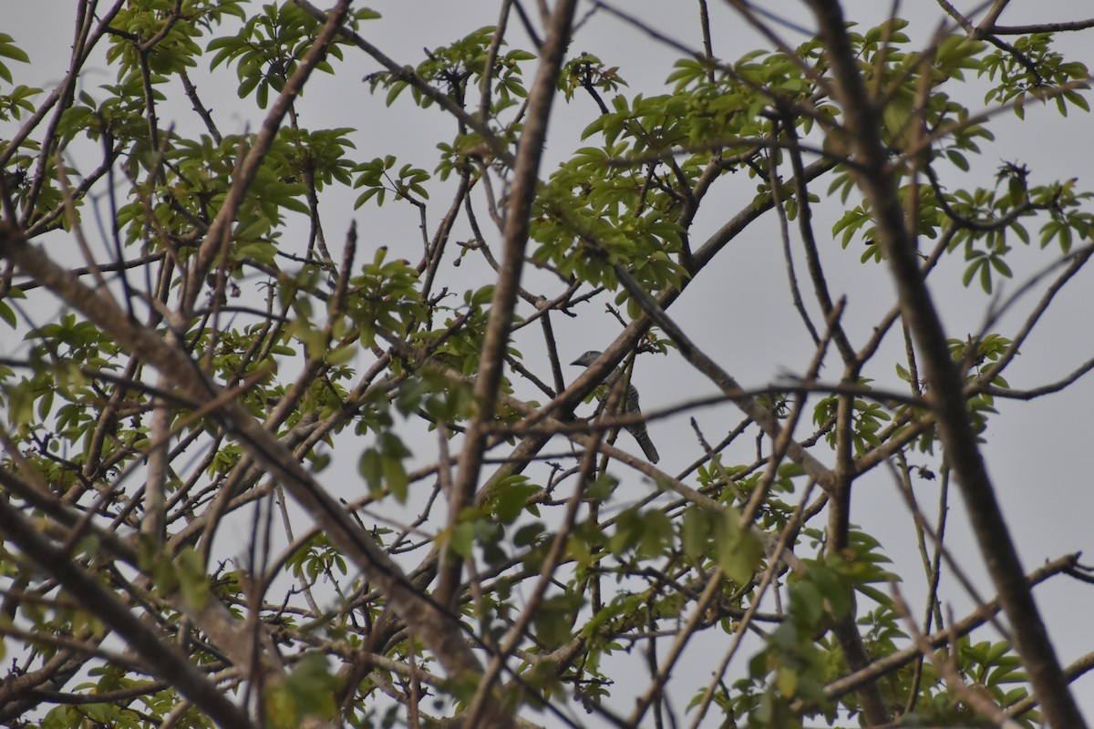 Bar-bellied Cuckooshrike - ML642769302