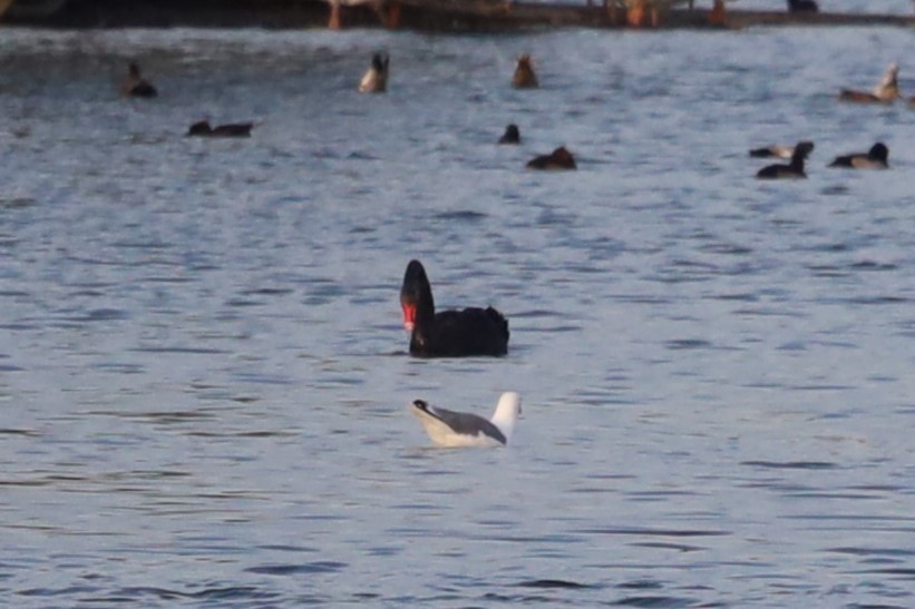 Cigno nero - ML642769314