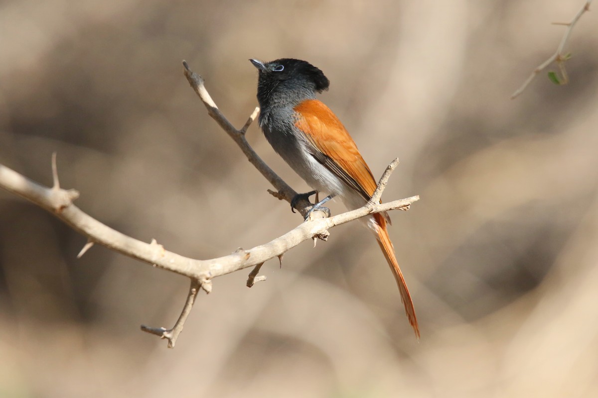 African Paradise-Flycatcher - ML642769315
