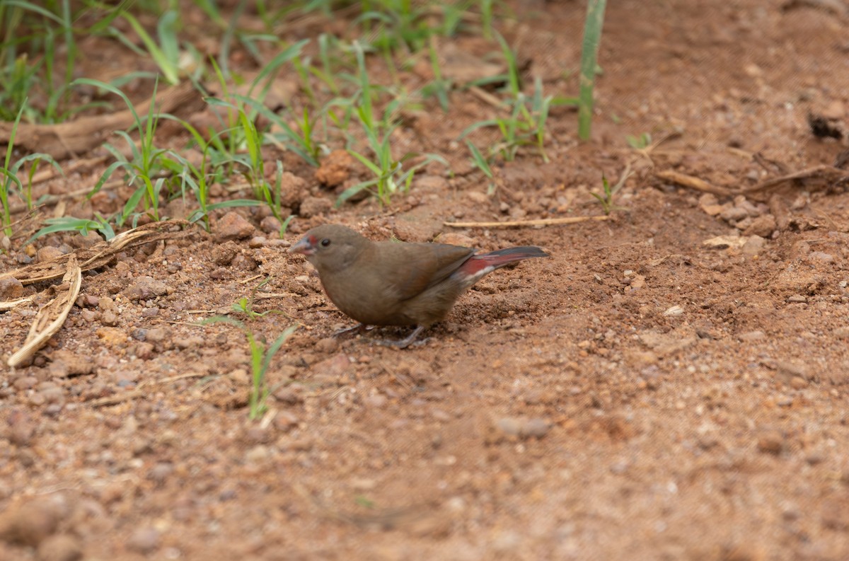 Red-billed Firefinch - ML642769323