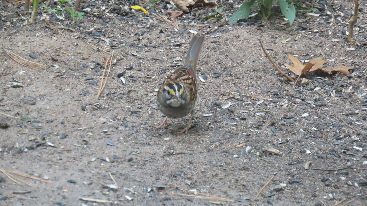 White-throated Sparrow - ML642769327