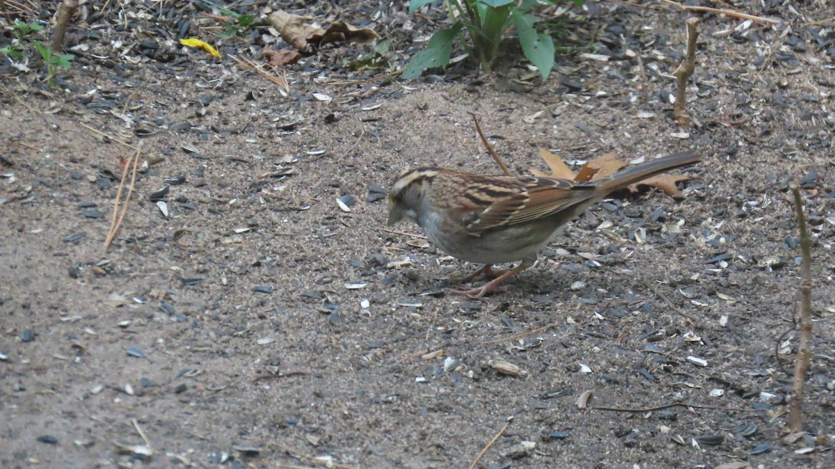 White-throated Sparrow - ML642769328