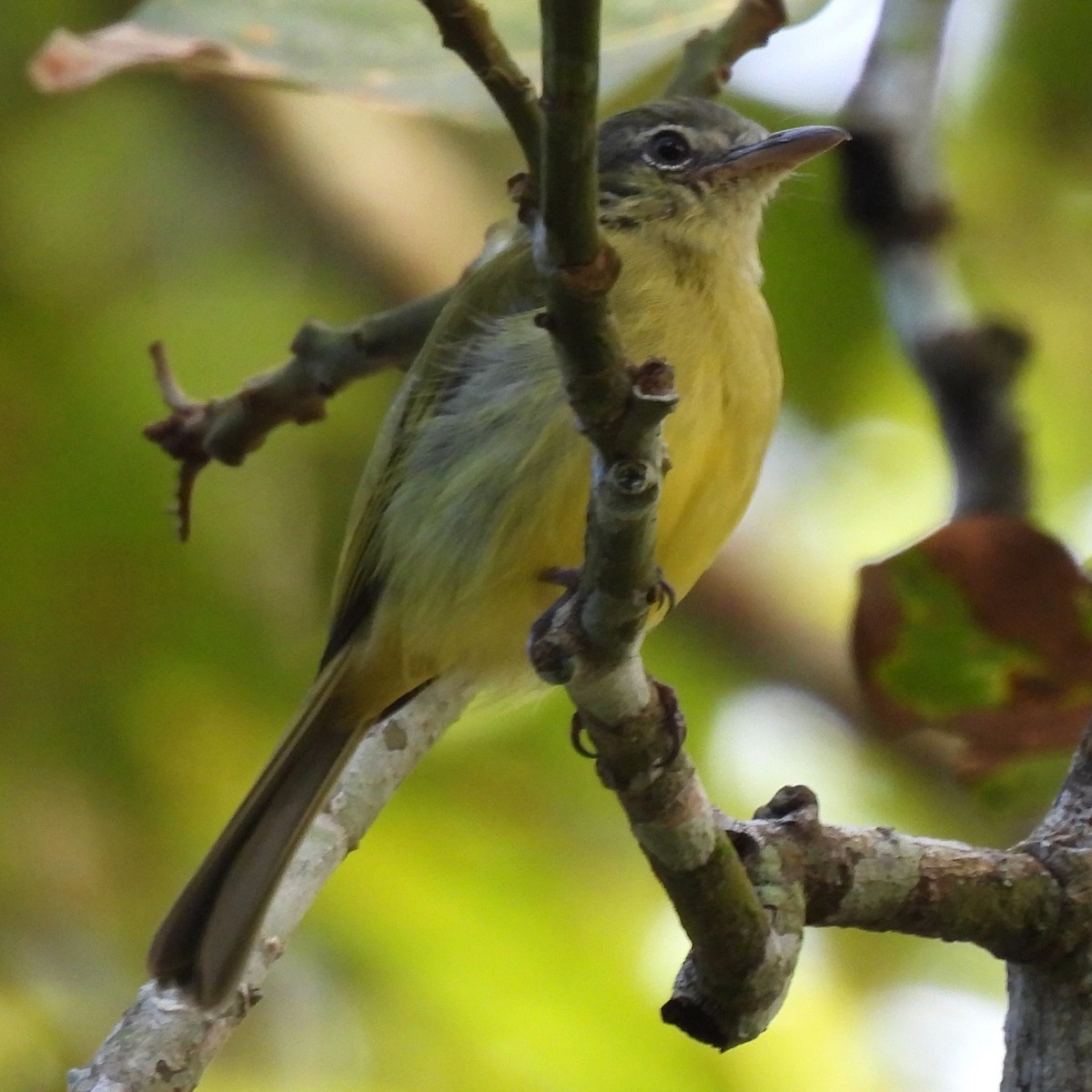 Yellow-olive Flatbill - ML642769331