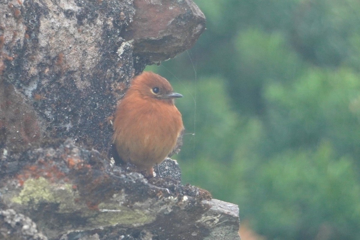 Cinnamon Flycatcher - ML642769333