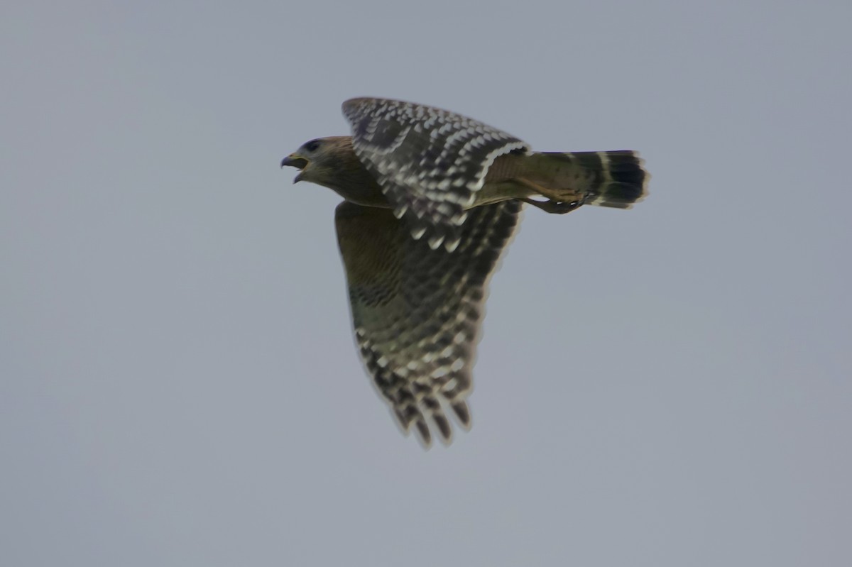 Red-shouldered Hawk - ML642769339