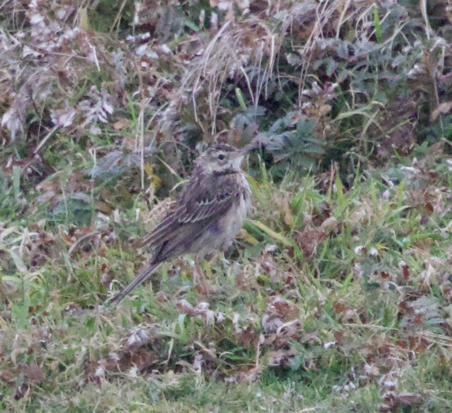 Richard's Pipit - ML642769352