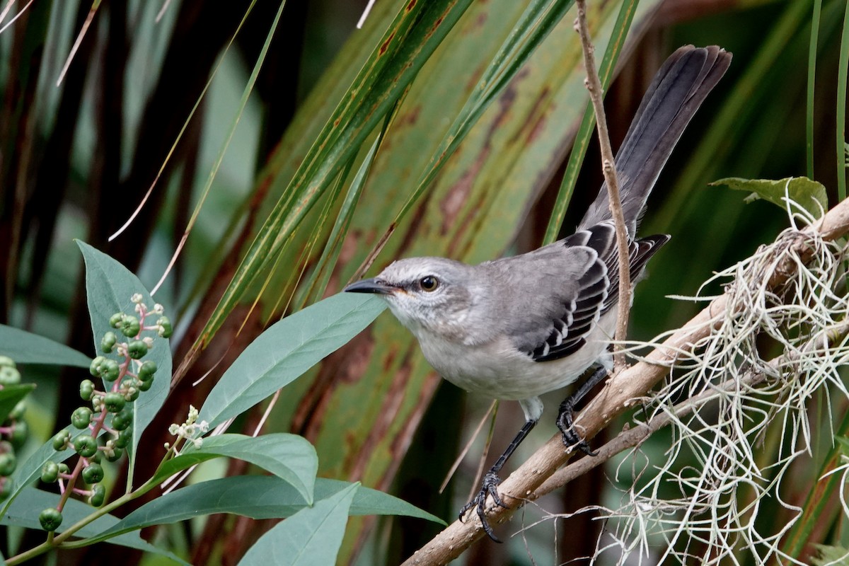 Northern Mockingbird - ML642769353