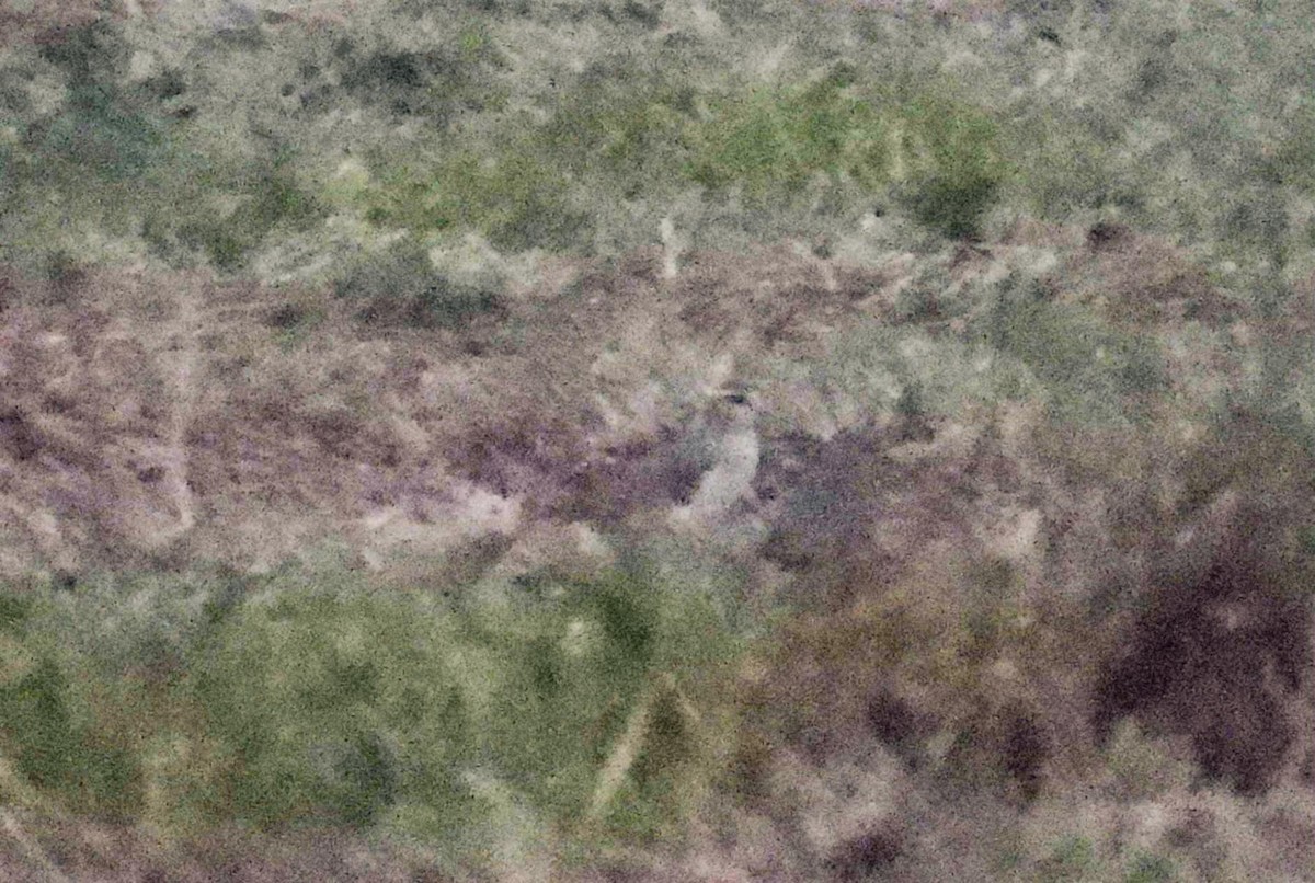 Хээрийн хавтгаалж - ML642769358