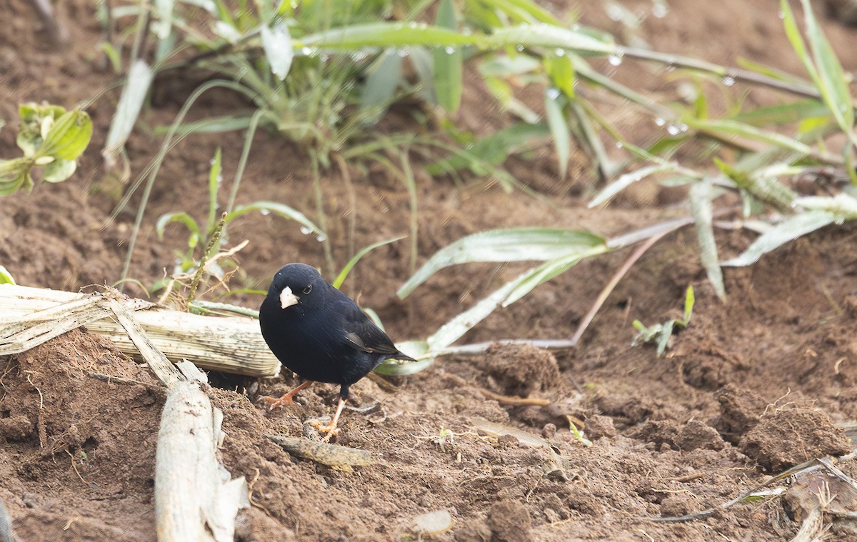 Village Indigobird - ML642769365
