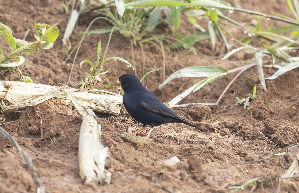 Village Indigobird - ML642769366
