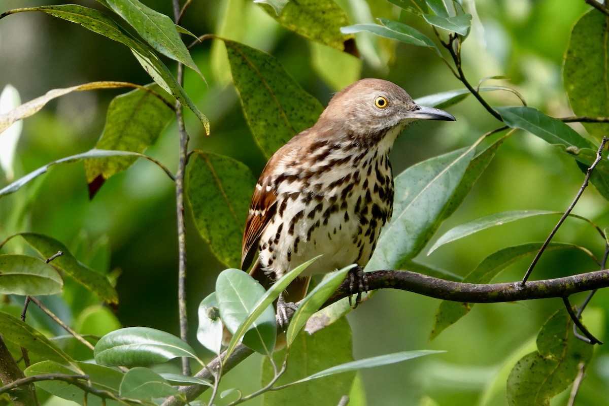 Brown Thrasher - ML642769367