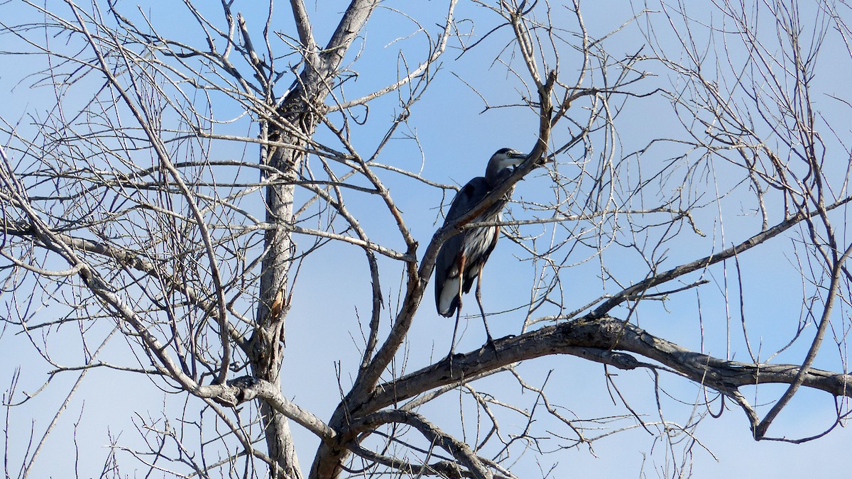 Great Blue Heron - ML642769375